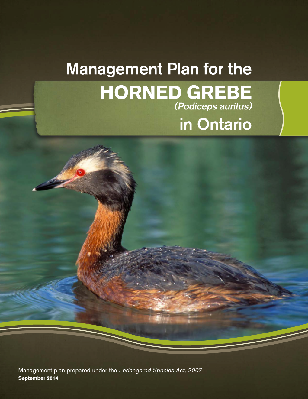 HORNED GREBE (Podiceps Auritus) in Ontario