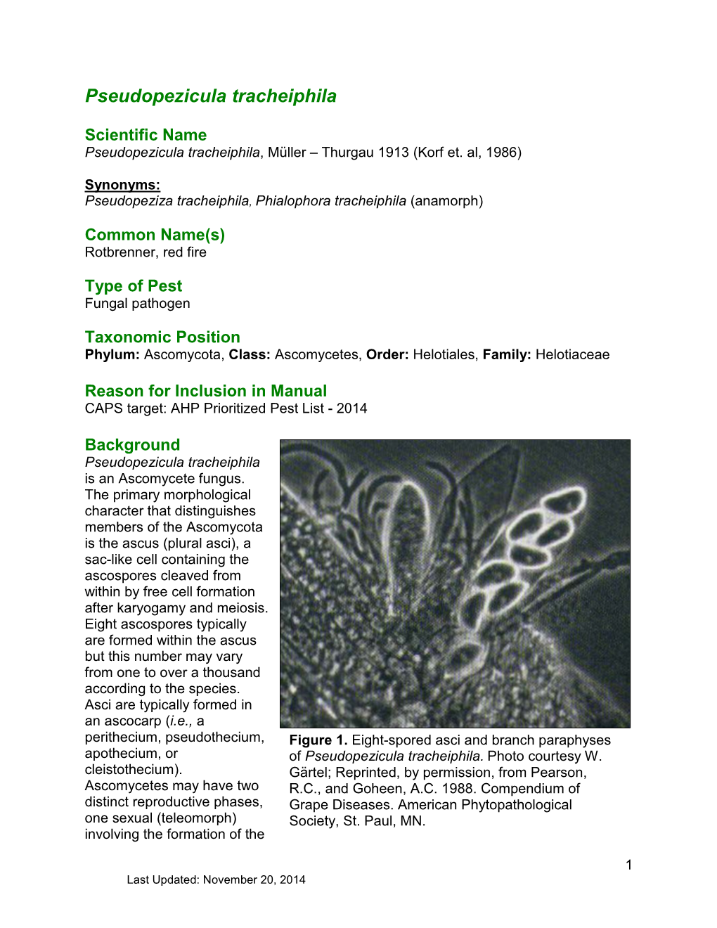 Pseudopezicula Tracheiphila