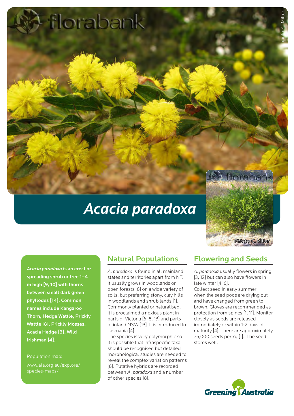 Acacia Paradoxa