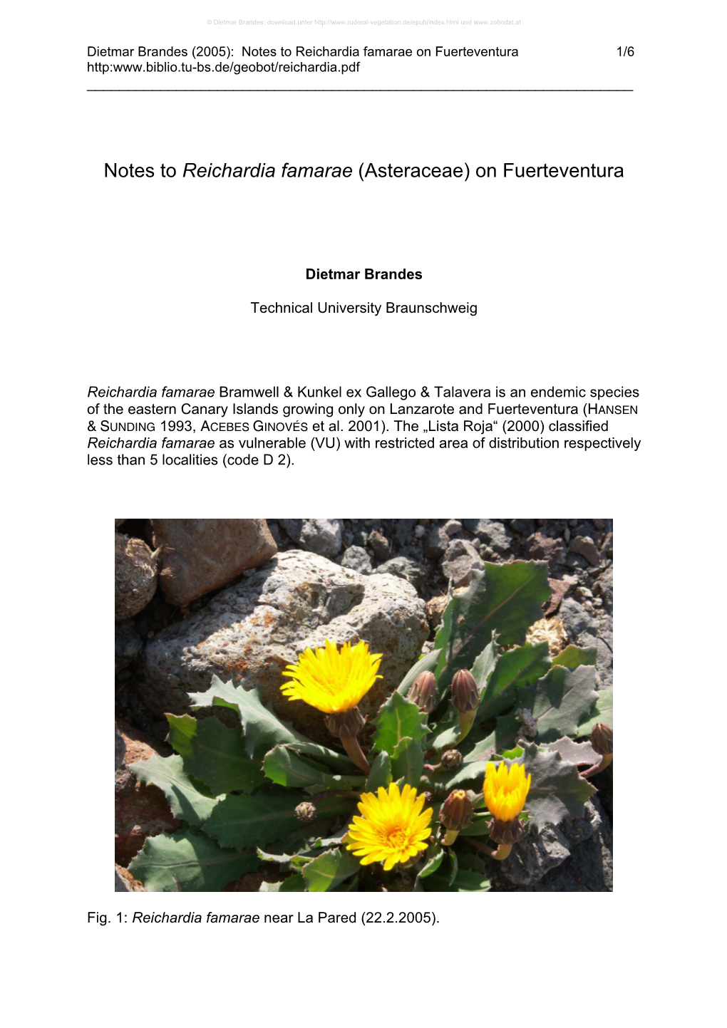 Notes to Reichardia Famarae on Fuerteventura 1/6 Http: ______