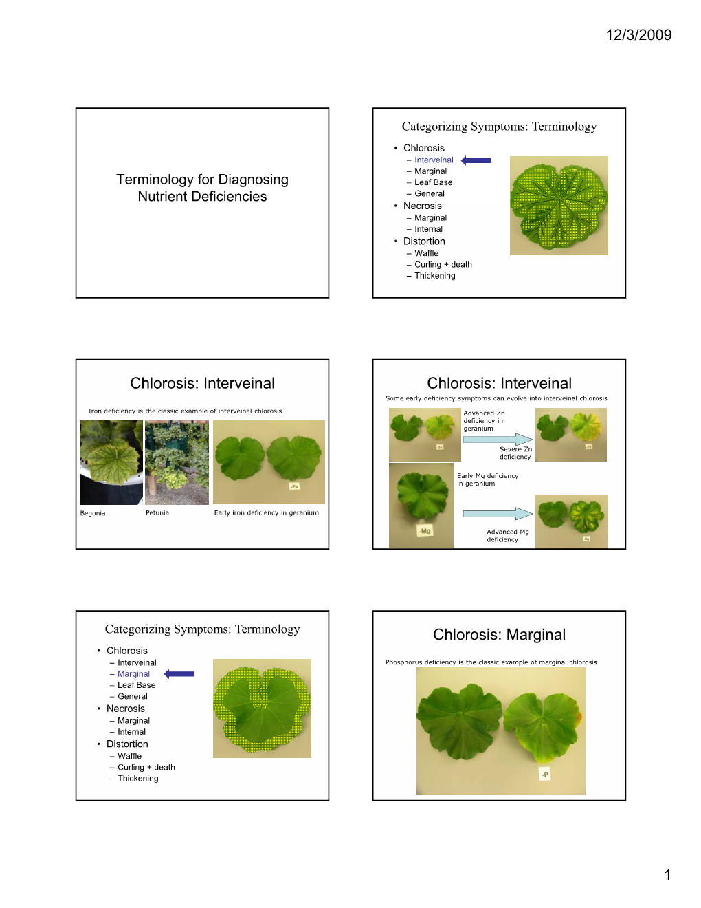 Interveinal Chlorosis: Interveinal Some Early Deficiency Symptoms Can Evolve Into Interveinal Chlorosis