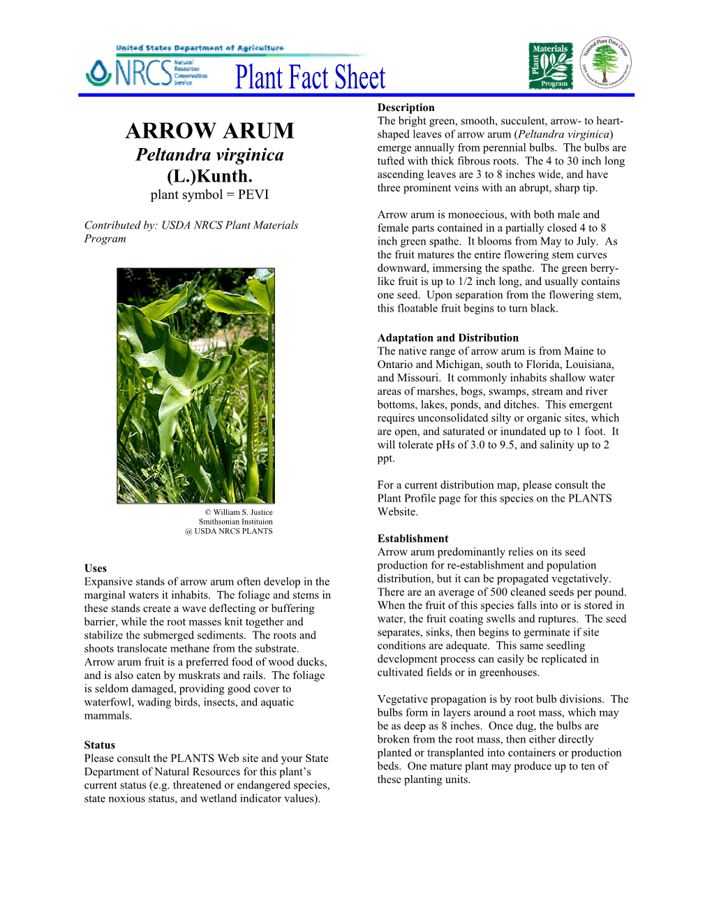 ARROW ARUM Shaped Leaves of Arrow Arum (Peltandra Virginica) Emerge Annually from Perennial Bulbs