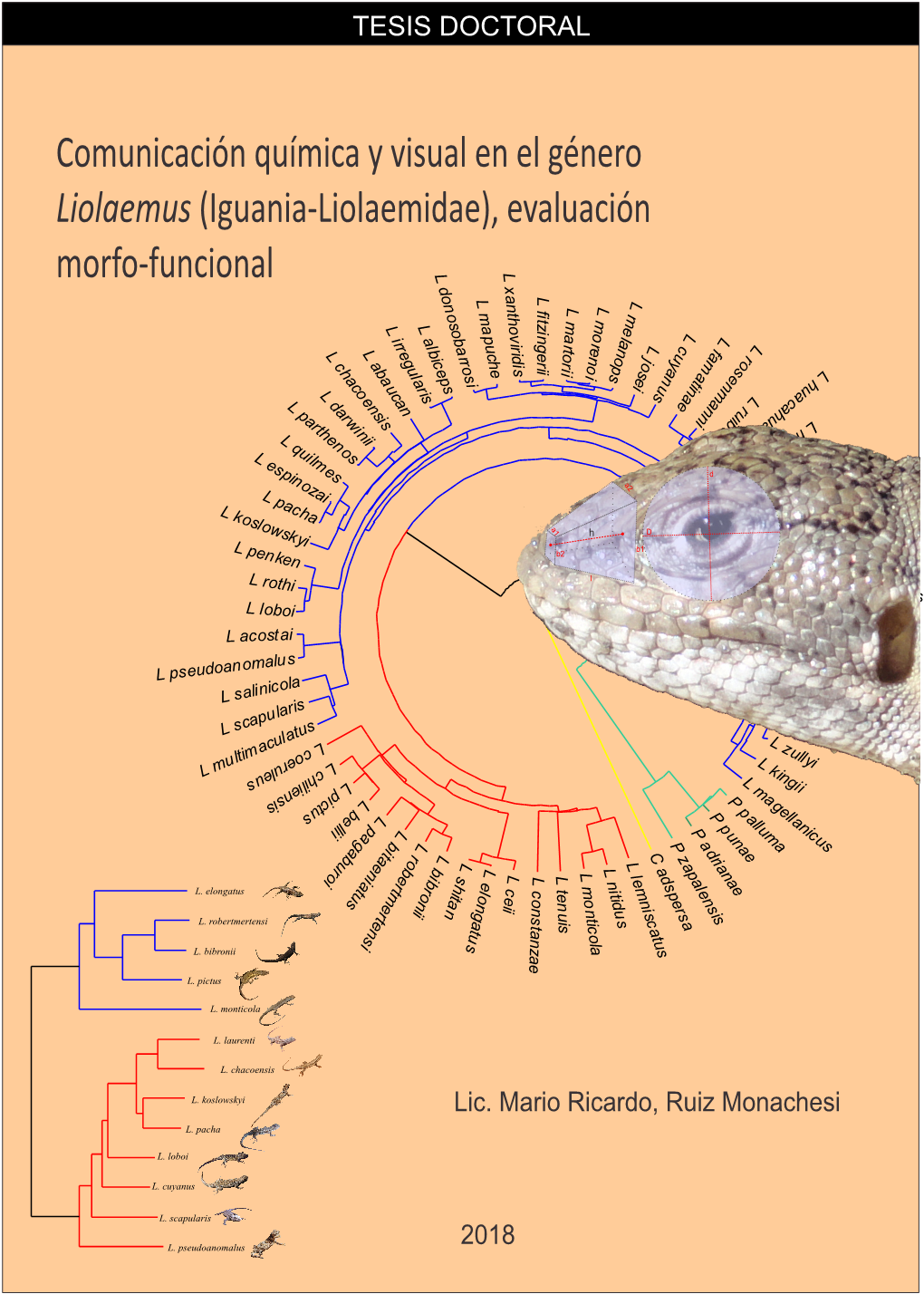 Comunicación Química Y Visual En El Género Liolaemus (Iguania-Liolaemidae), Evaluación