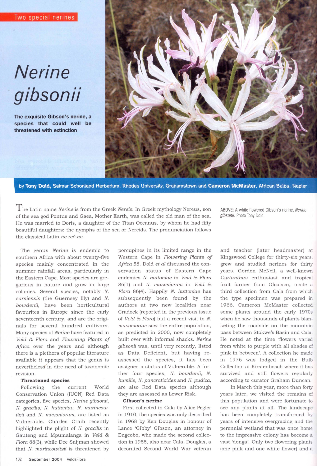 Nerine Gibsonii