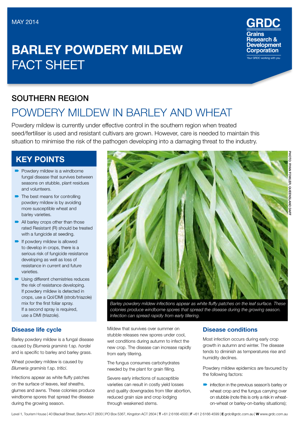 Barley Powdery Mildew