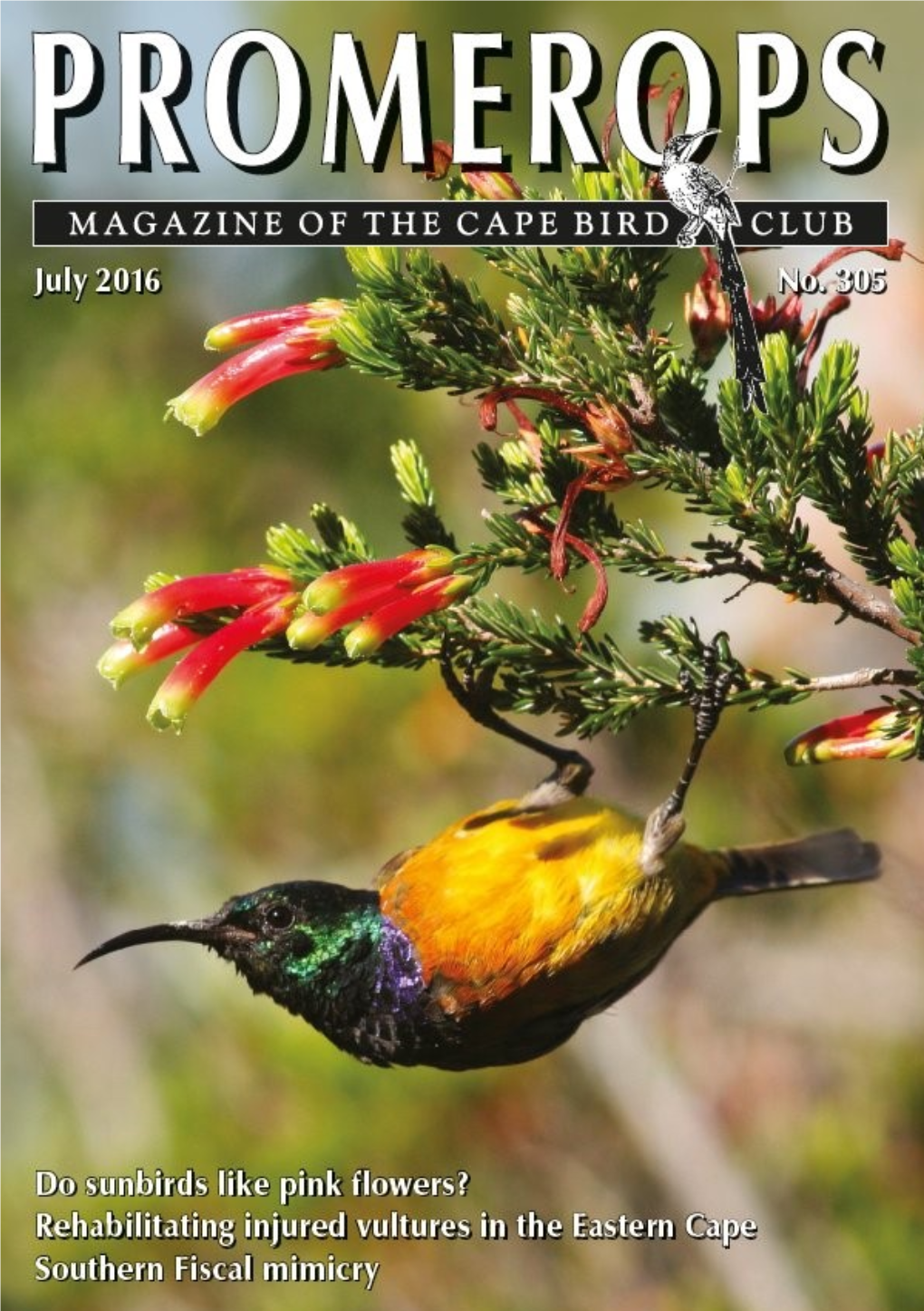 Promerops: Magazine of the Cape Bird Club Issue No. 305, July 2016