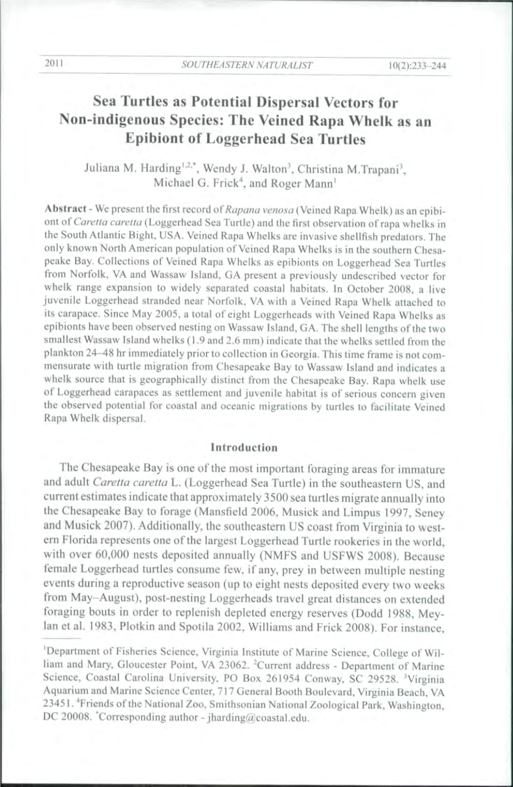 The Veined Rapa Whelk As an Epibiont of Loggerhead Sea Turtles