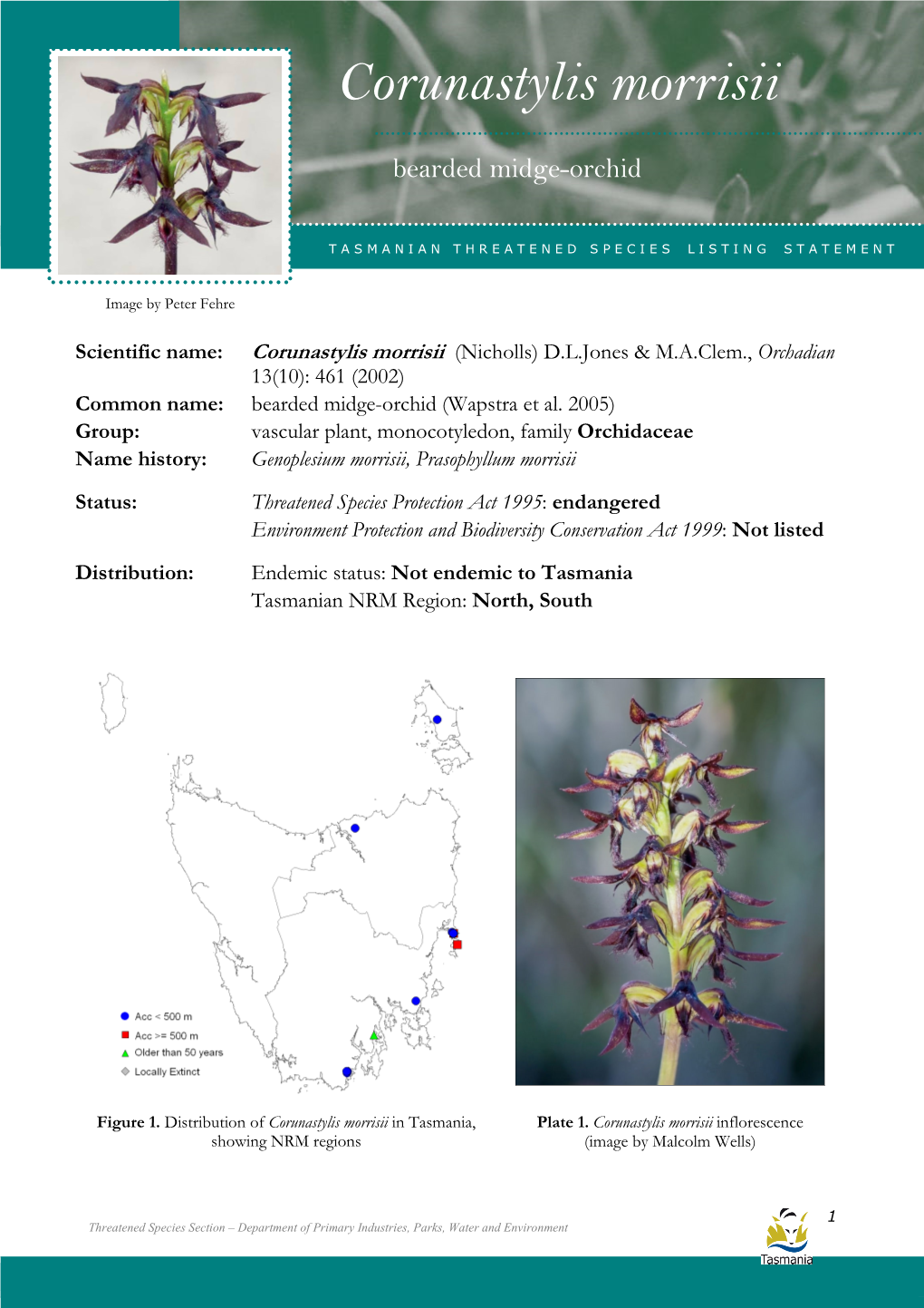 Corunastylis Morrisii Morrisii (Bearded Midge-Orchid)