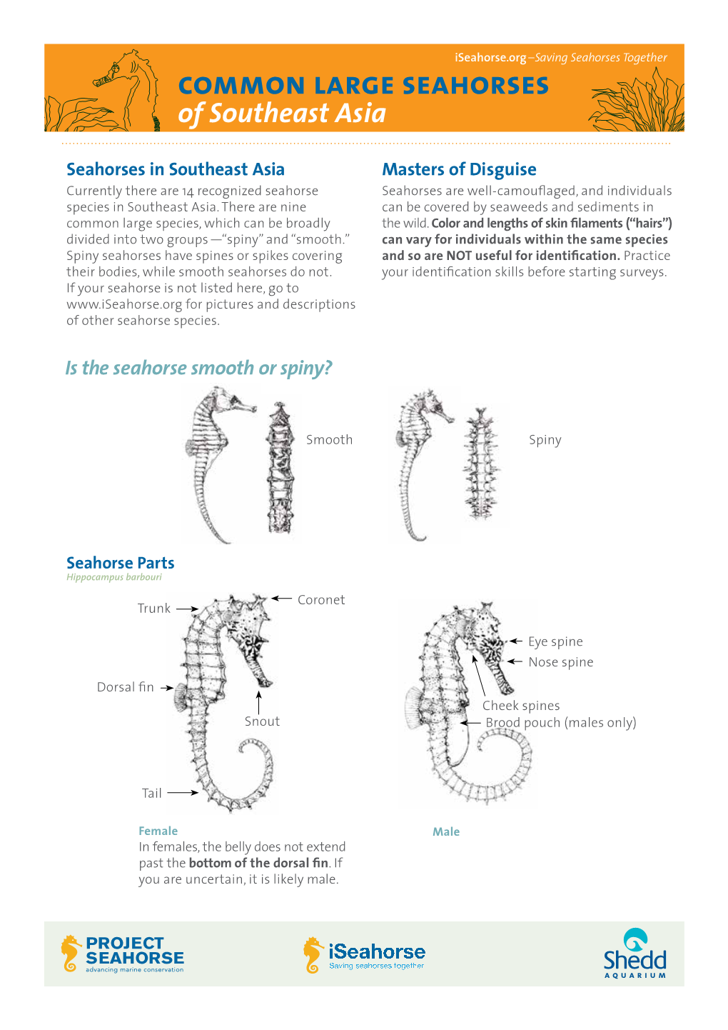 Common Large Seahorses of Southeast Asia