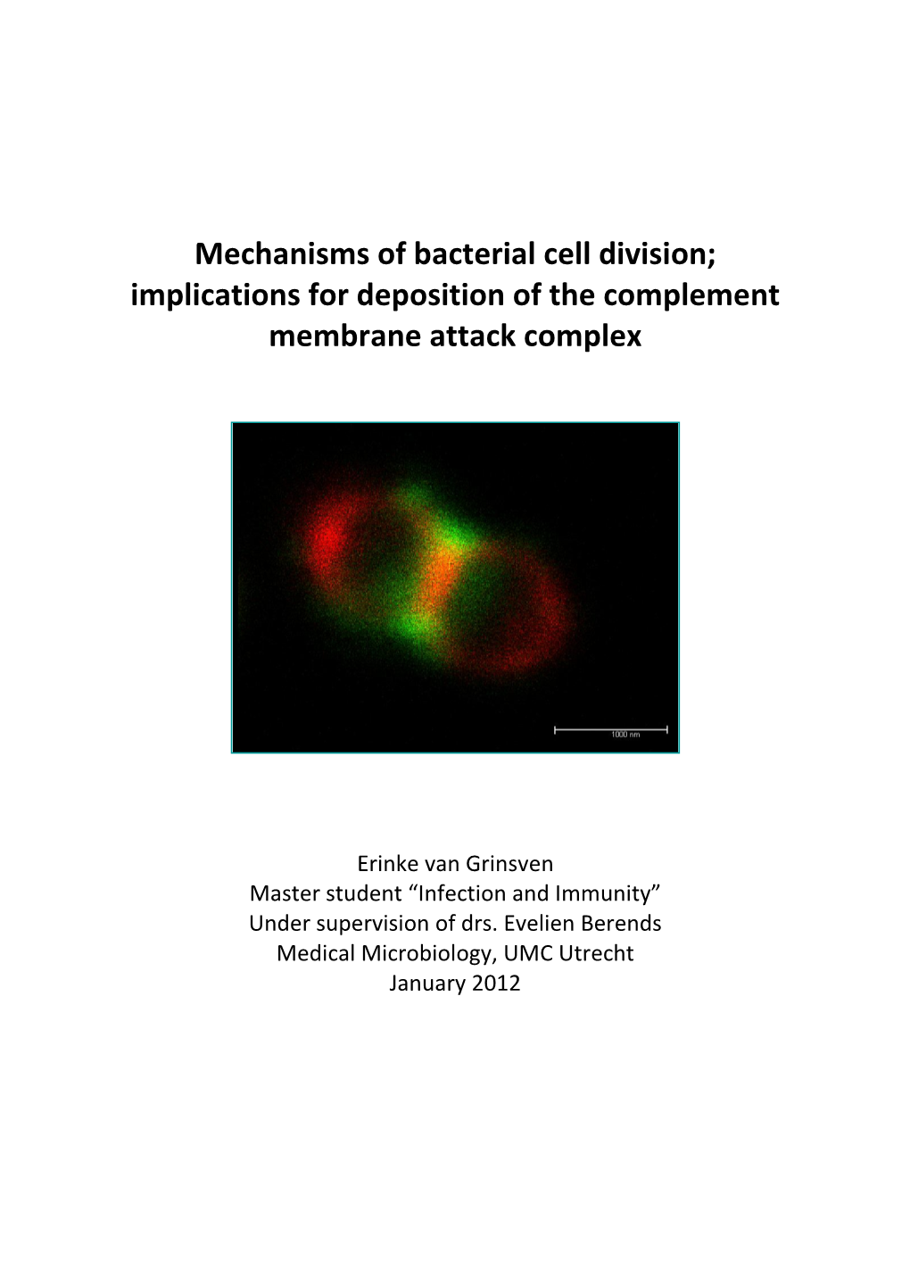 Mechanisms of Bacterial Cell Division; Implications for Deposition of the Complement Membrane Attack Complex