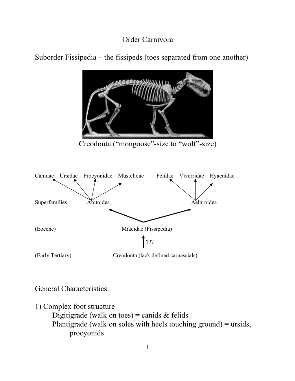 Order Carnivora Suborder Fissipedia – the Fissipeds (Toes Separated From