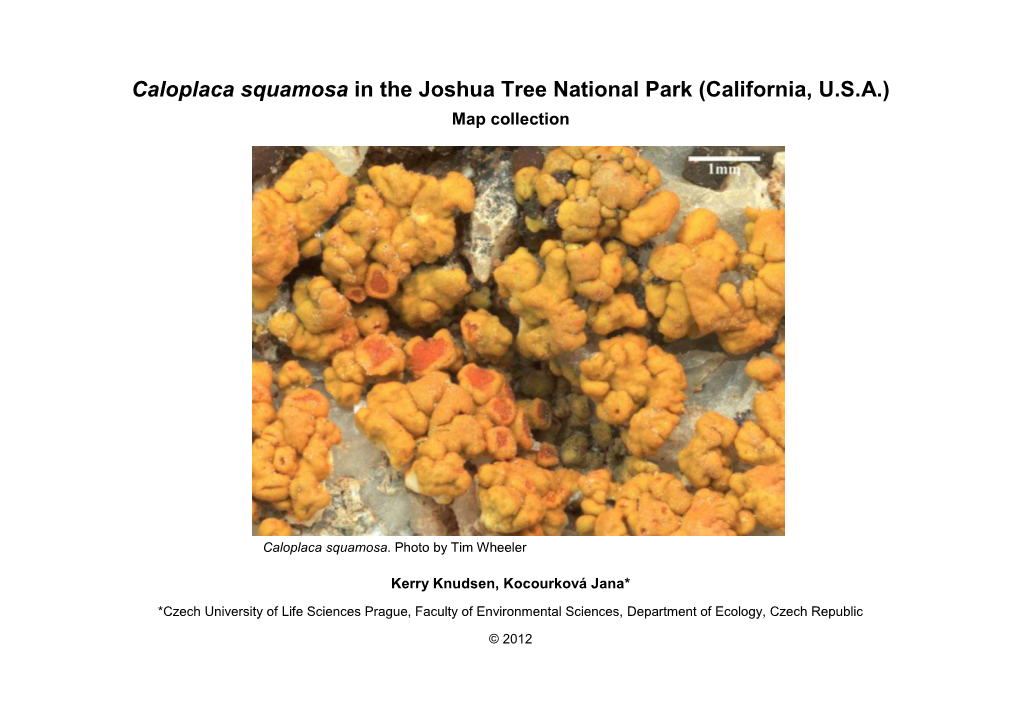 Caloplaca Squamosa in the Joshua Tree National Park (California, U.S.A.) Map Collection