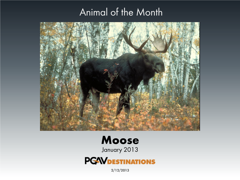 Animal of the Month