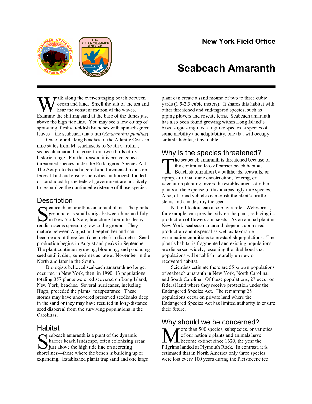 Seabeach Amaranth