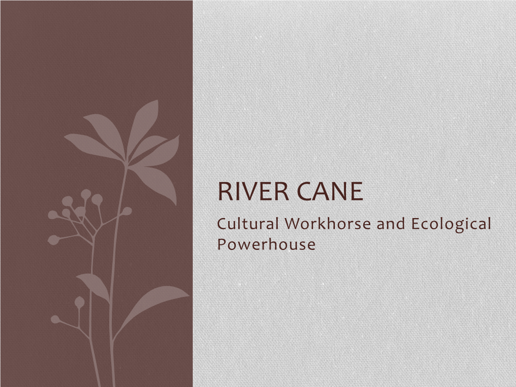 River Cane (Arundinaria Gigantea)