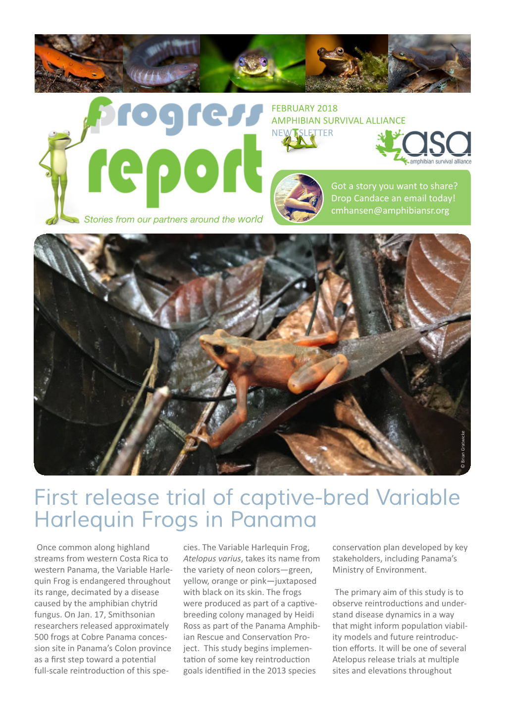 First Release Trial of Captive-Bred Variable Harlequin Frogs in Panama