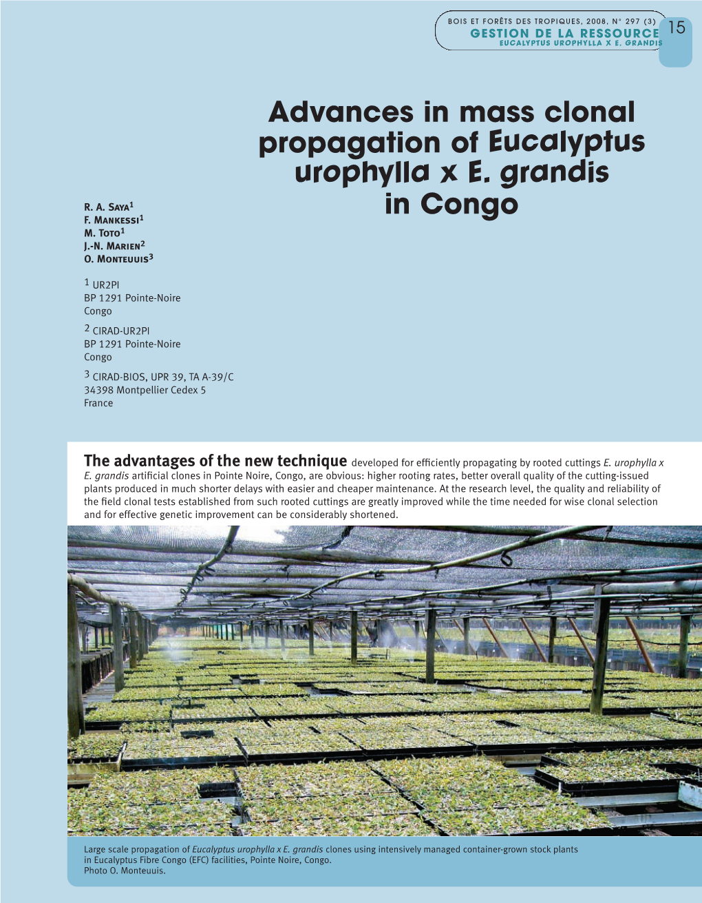 Advances in Mass Clonal Propagation of Eucalyptus Urophylla X E. Grandis