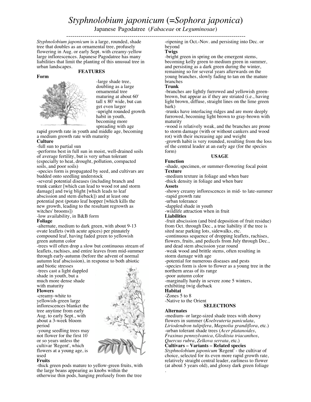 Styphnolobium Japonicum (=Sophora Japonica)