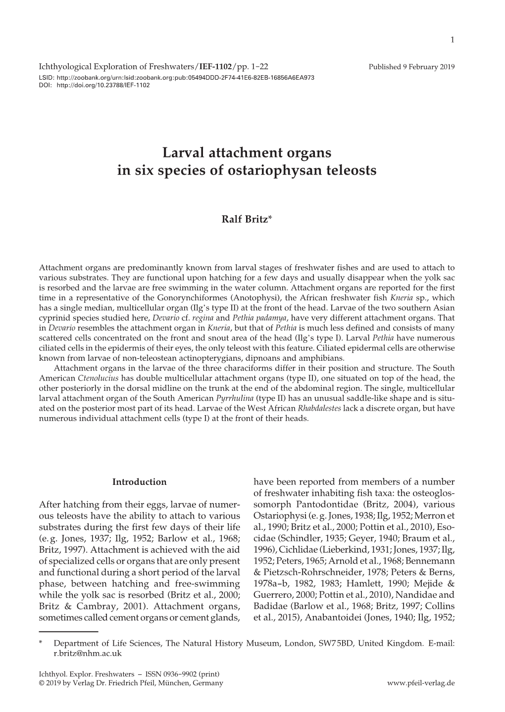 Larval Attachment Organs in Six Species of Ostariophysan Teleosts