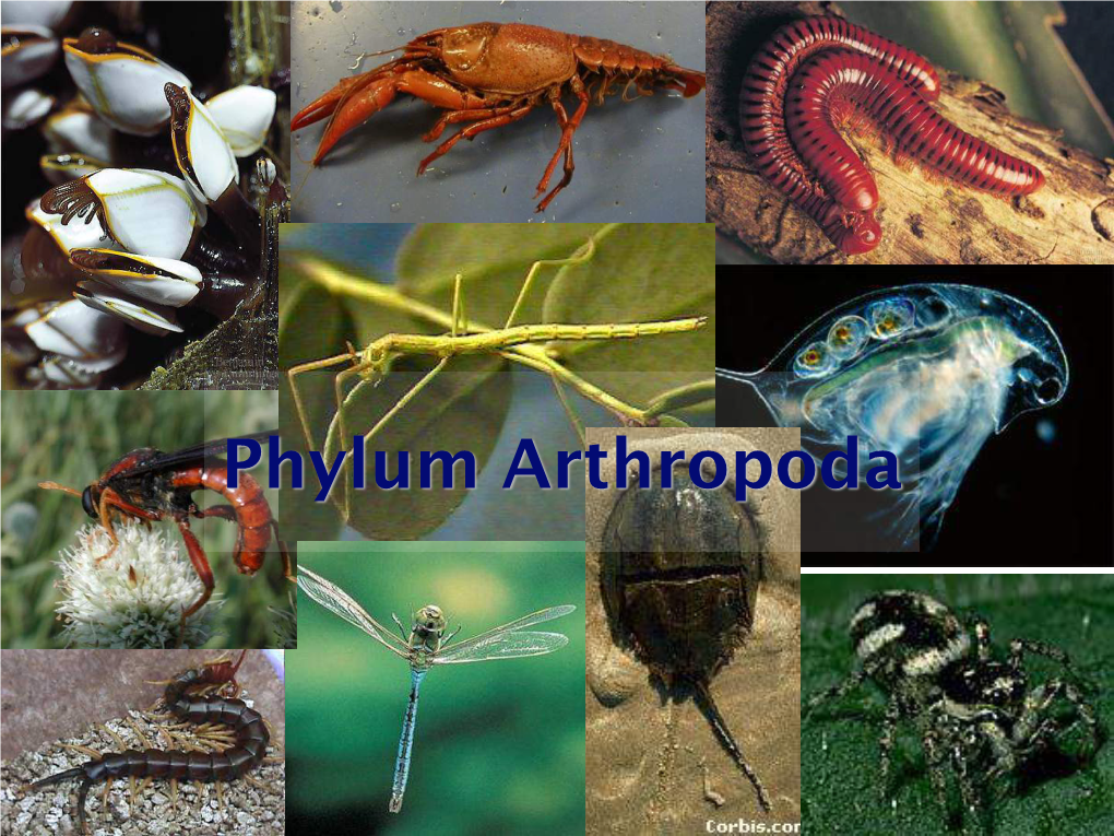 Ch 18 Phylum Arthropoda
