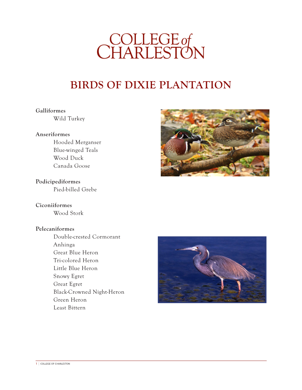 Birds of Dixie Plantation