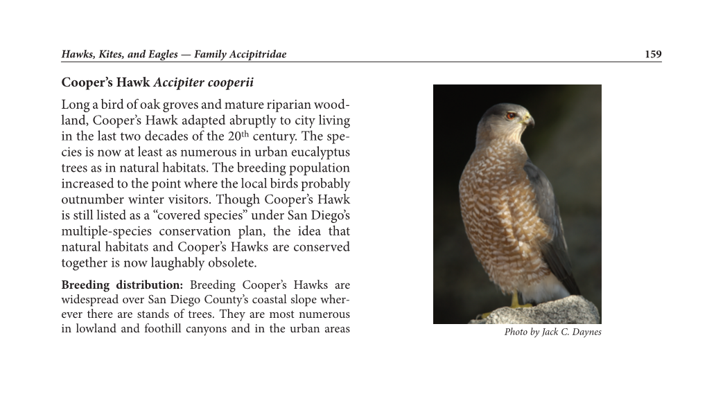 Cooper's Hawk Accipiter Cooperii Long a Bird of Oak Groves And