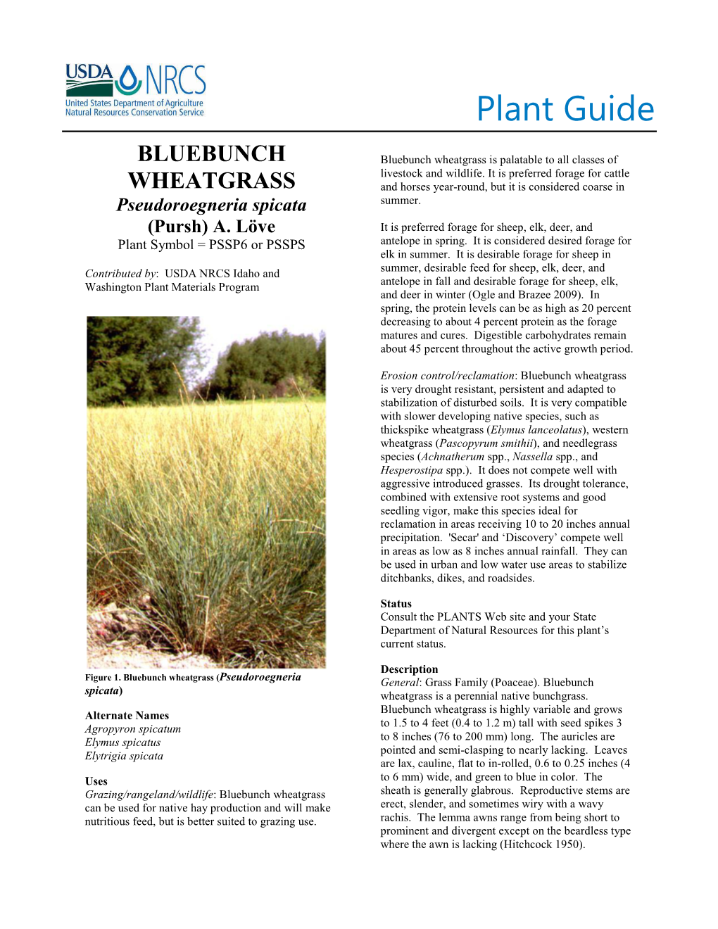 Bluebunch Wheatgrass Is Palatable to All Classes of Livestock and Wildlife