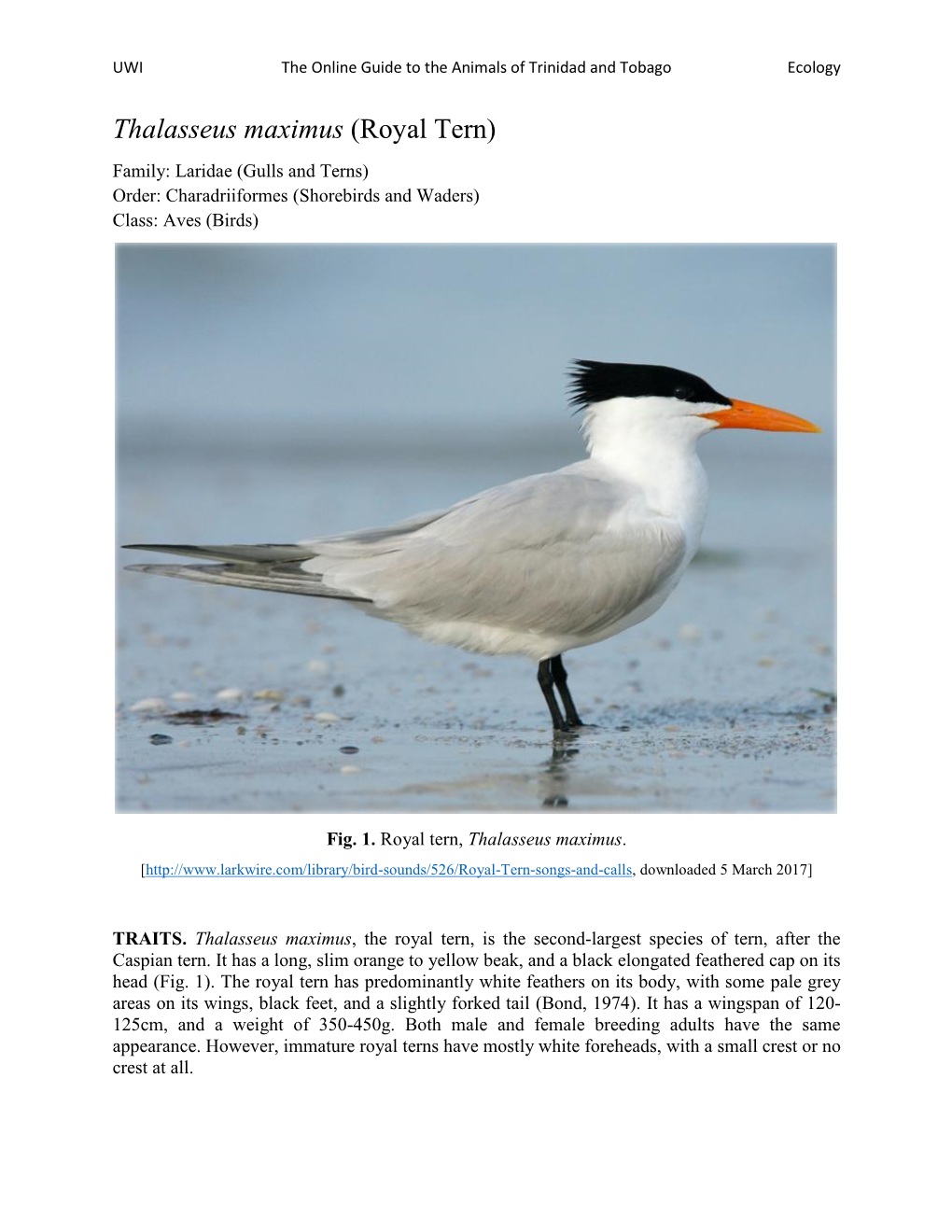 Royal Tern) Family: Laridae (Gulls and Terns) Order: Charadriiformes (Shorebirds and Waders) Class: Aves (Birds)