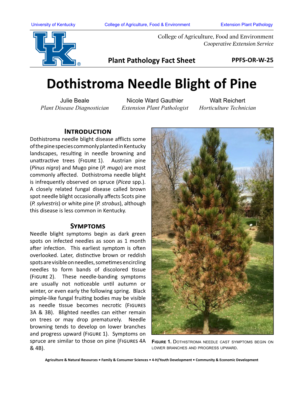 Dothistroma Needle Blight of Pine Julie Beale Nicole Ward Gauthier Walt Reichert Plant Disease Diagnostician Extension Plant Pathologist Horticulture Technician