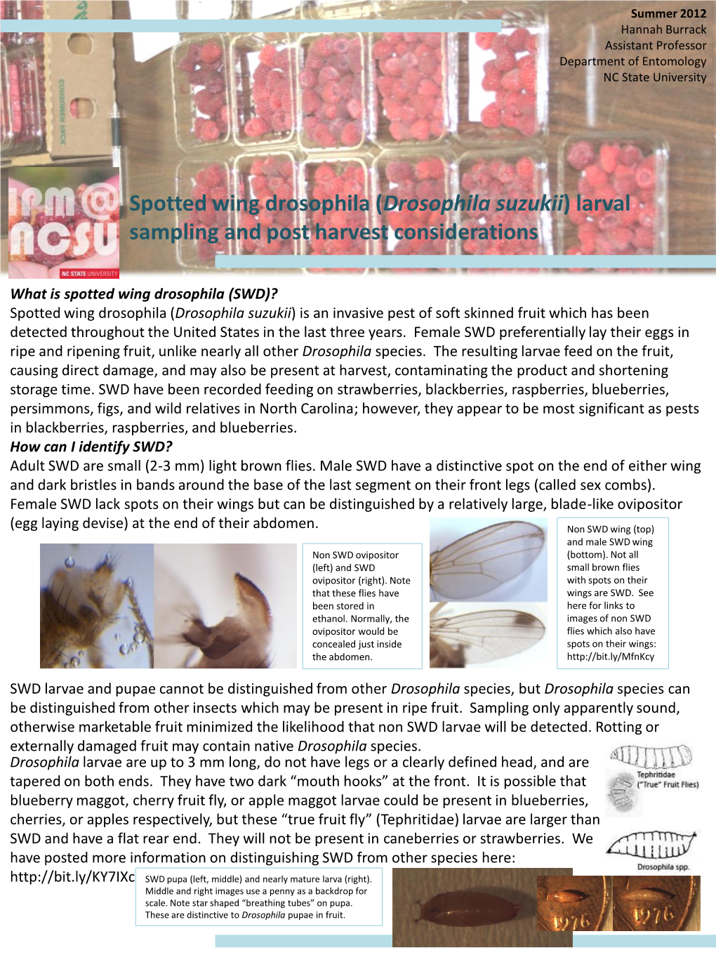 (Drosophila Suzukii) Larval Sampling and Post Harvest Considerations