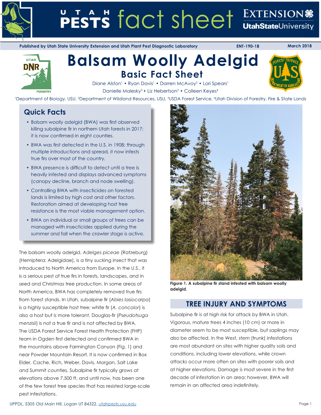 Balsam Woolly Adelgid
