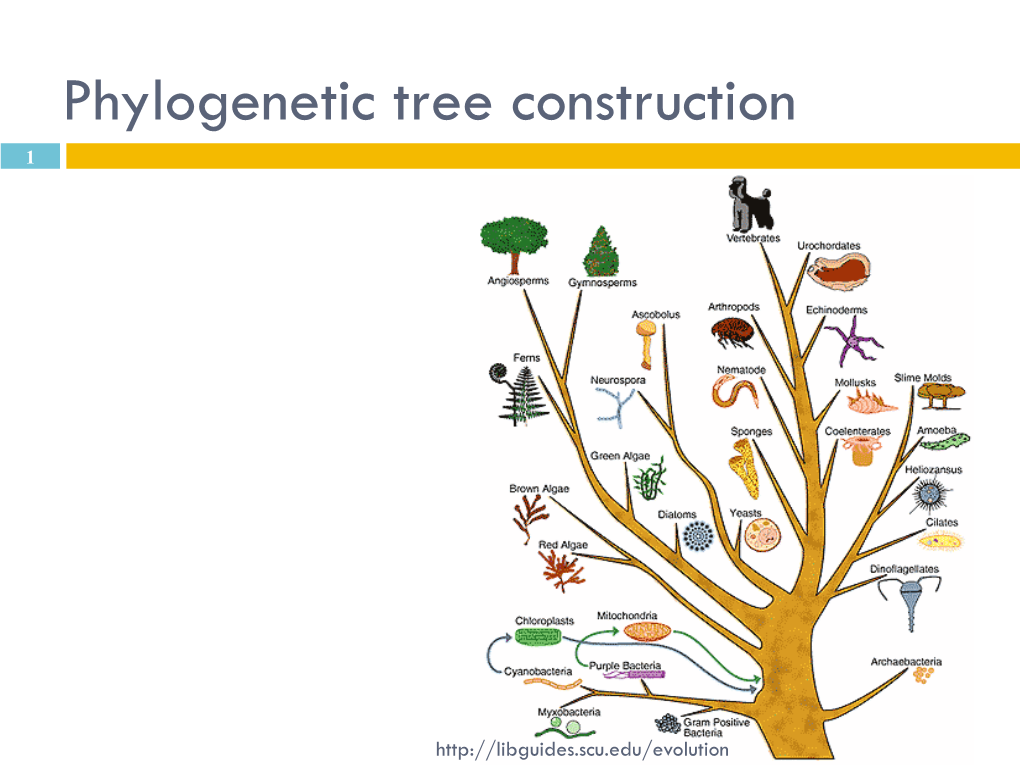 Phylogenetic Tree Construction 1