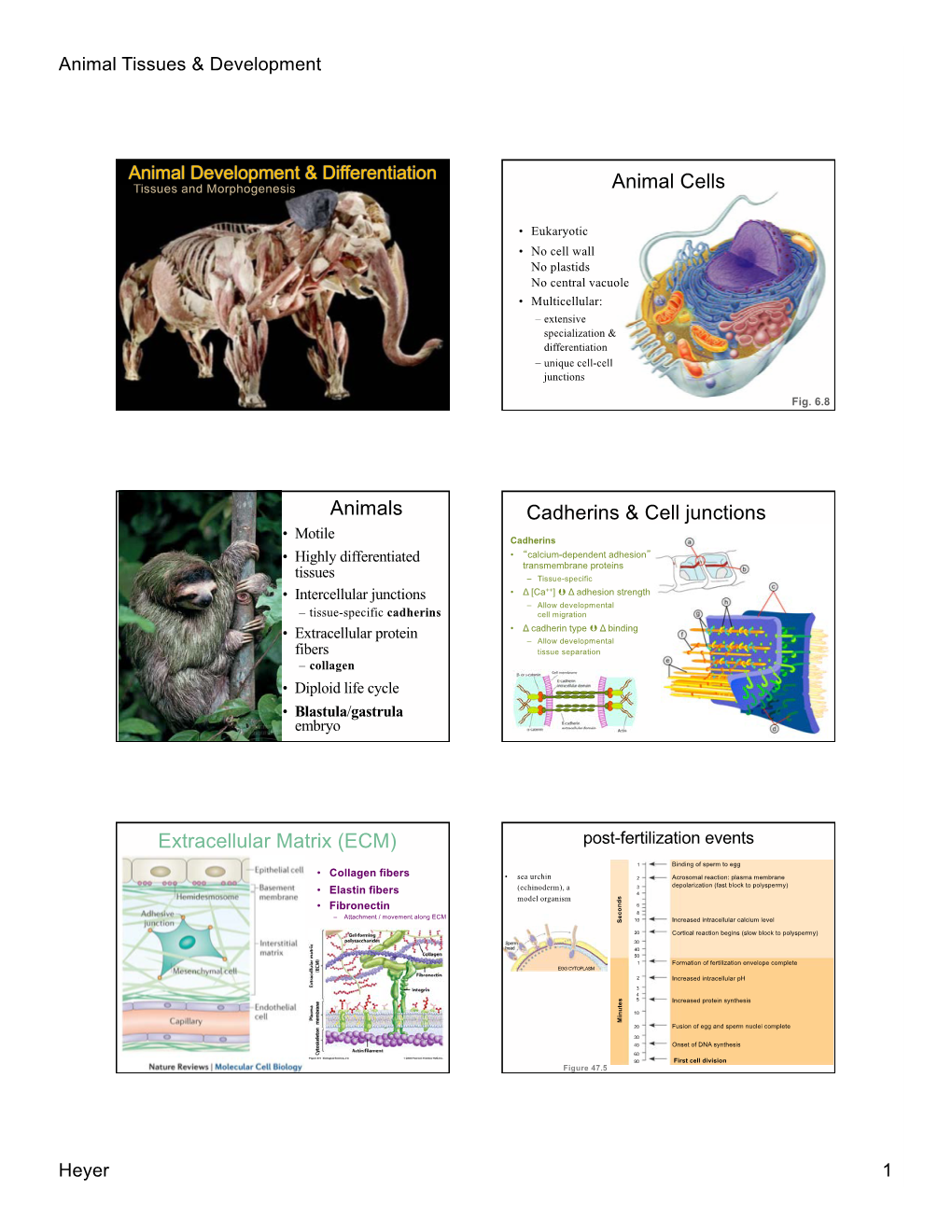 Animal Cells Animals Cadherins & Cell Junctions Extracellular Matrix