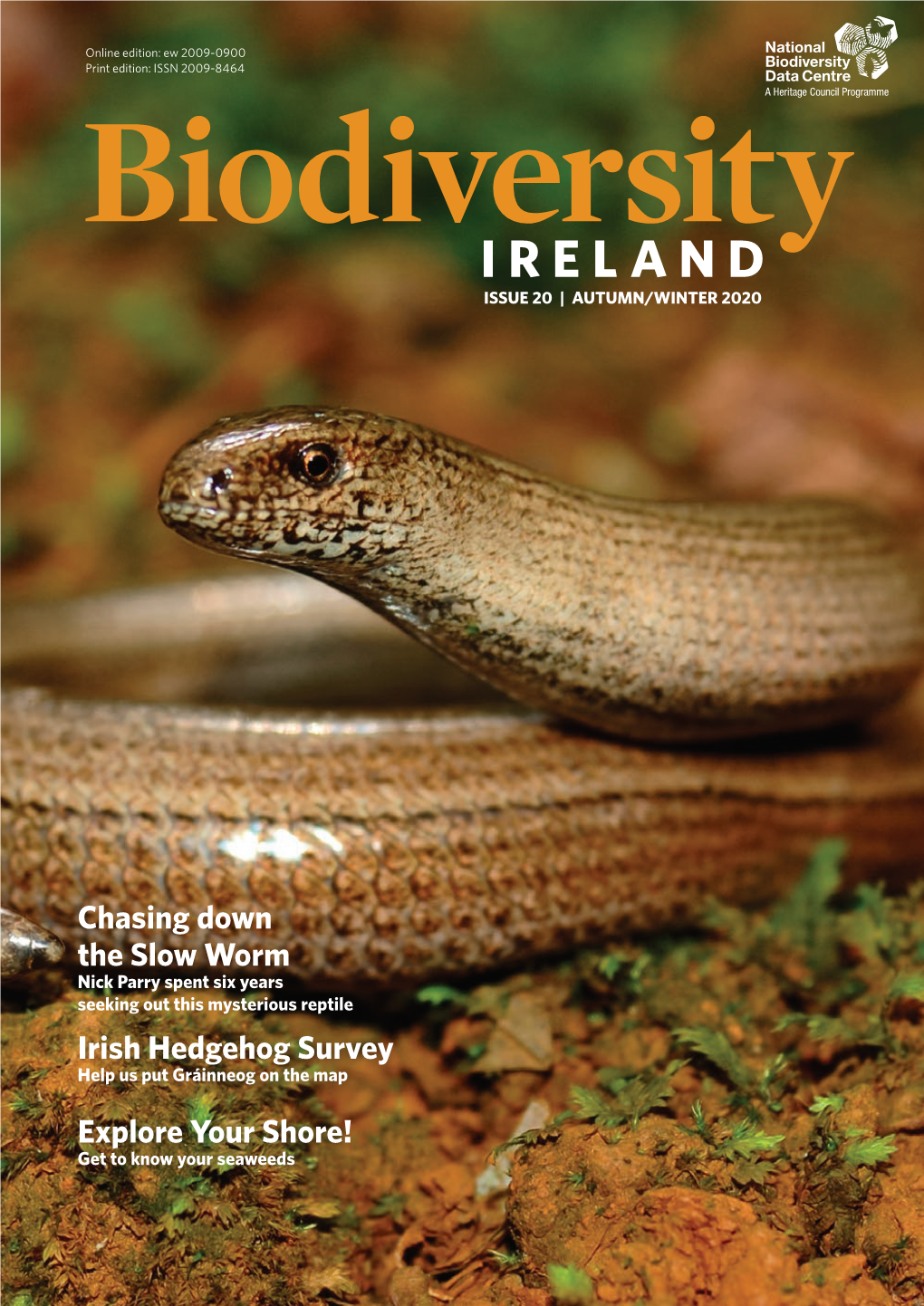 Chasing Down the Slow Worm Irish Hedgehog Survey Explore Your