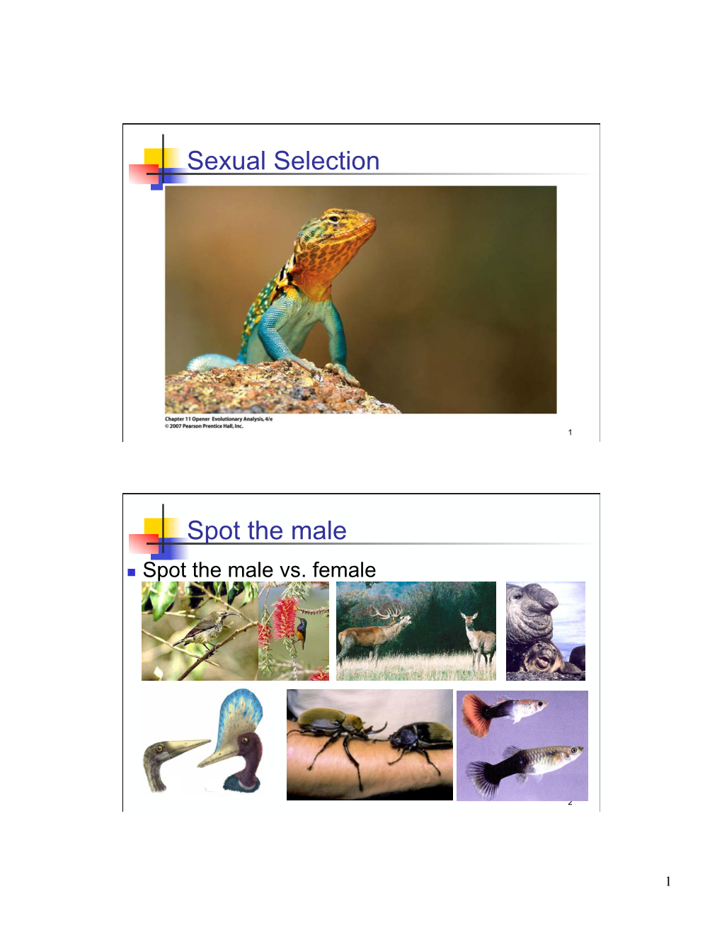 Sexual Selection Spot the Male