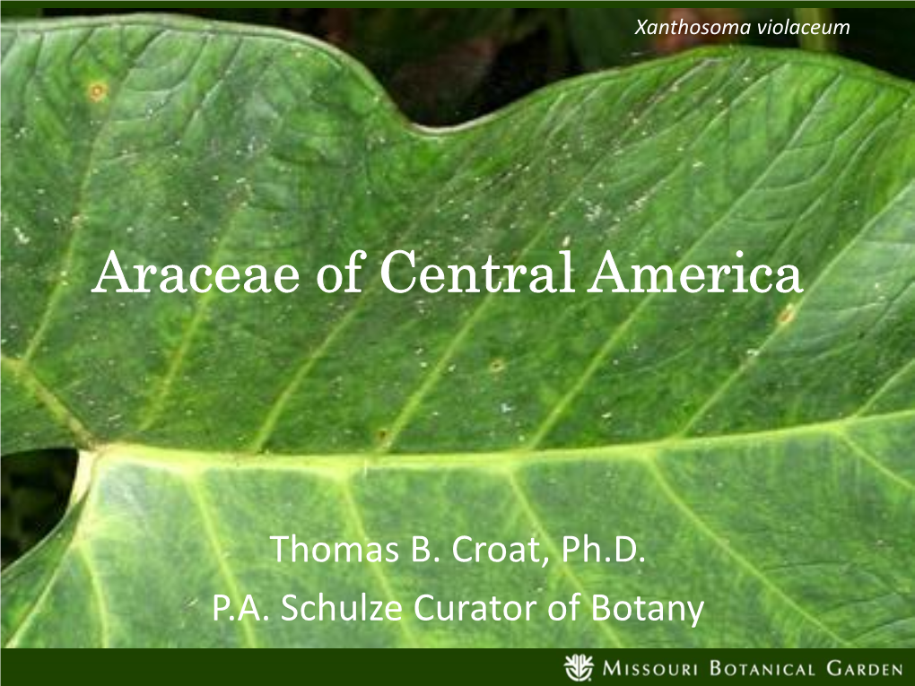 Araceae of Central America