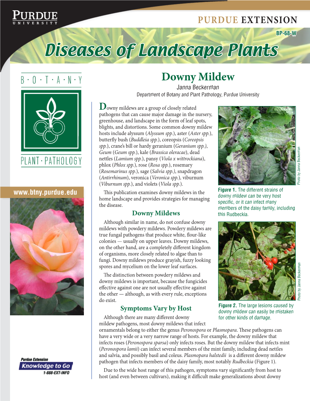 Diseases of Landscape Plants Downy Mildew Janna Beckerman Department of Botany and Plant Pathology, Purdue University
