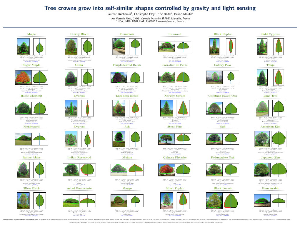 Tree Crowns Grow Into Self-Similar Shapes Controlled by Gravity And