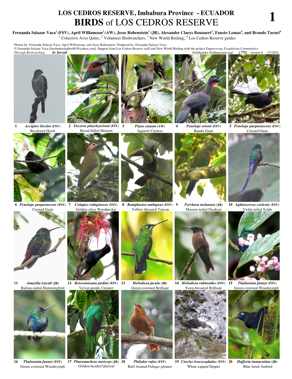 BIRDS of LOS CEDROS RESERVE 1