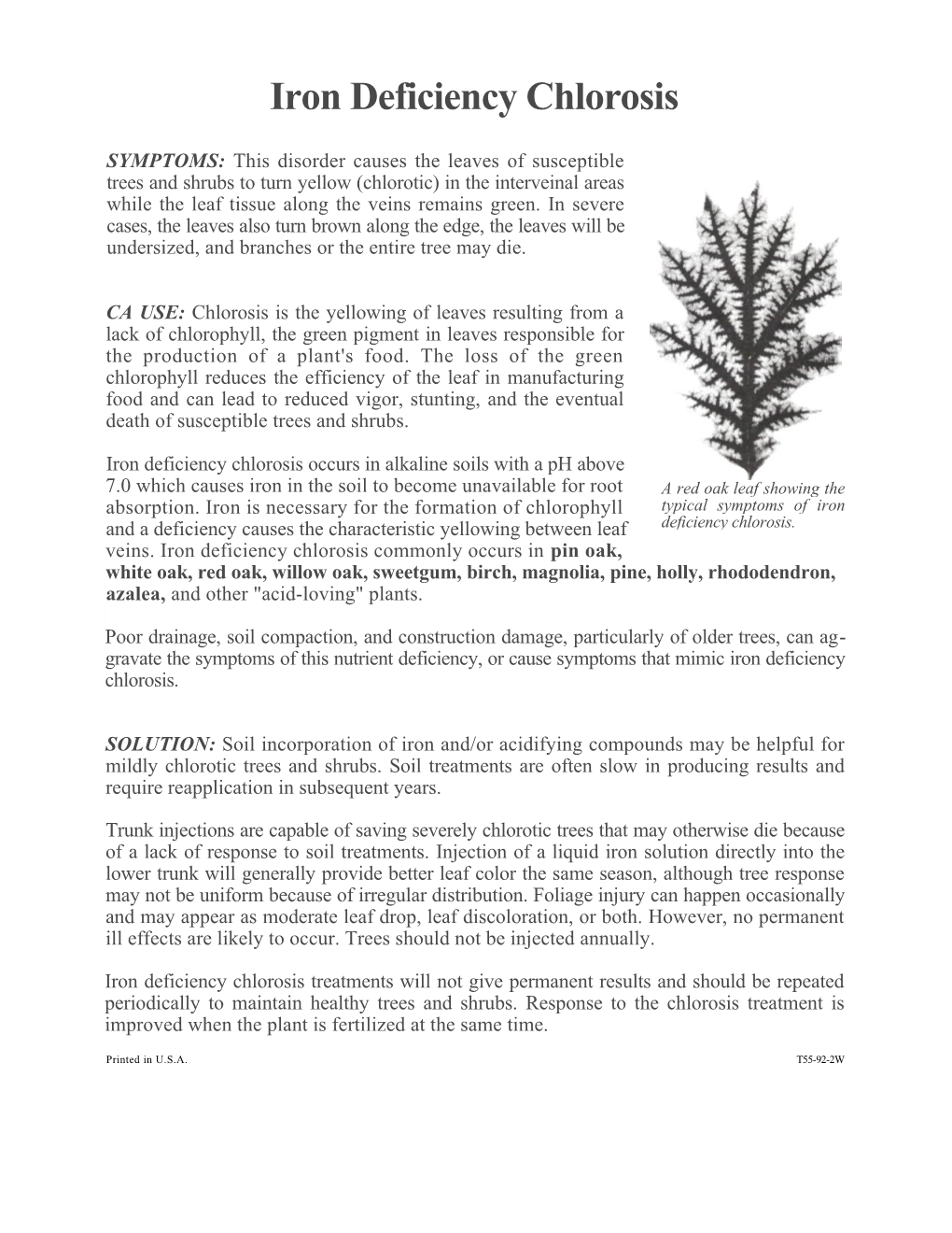 Iron Deficiency Chlorosis