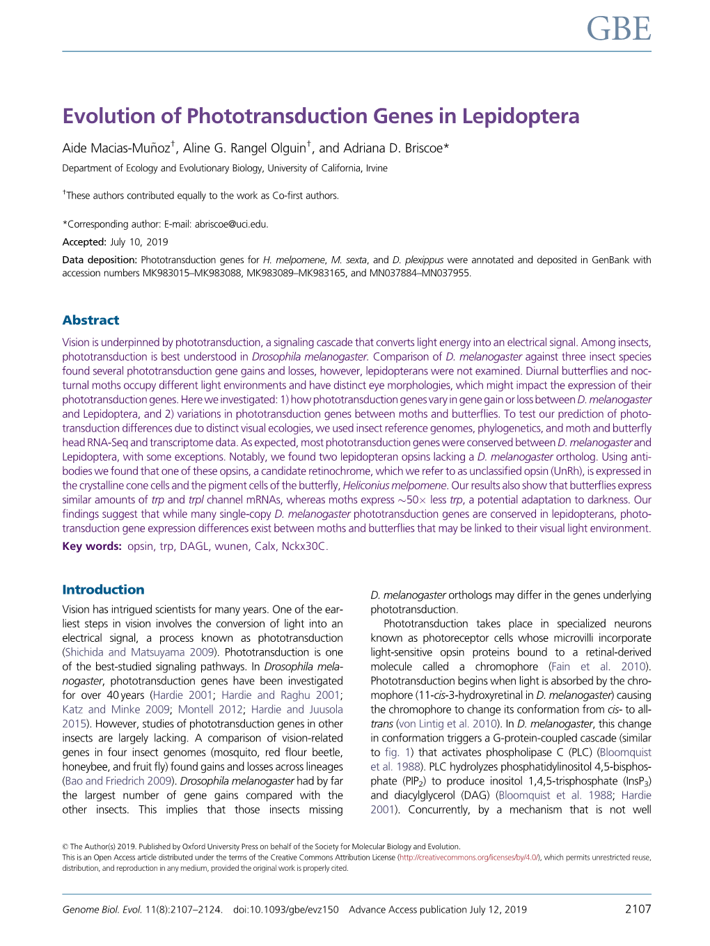 Evolution of Phototransduction Genes in Lepidoptera