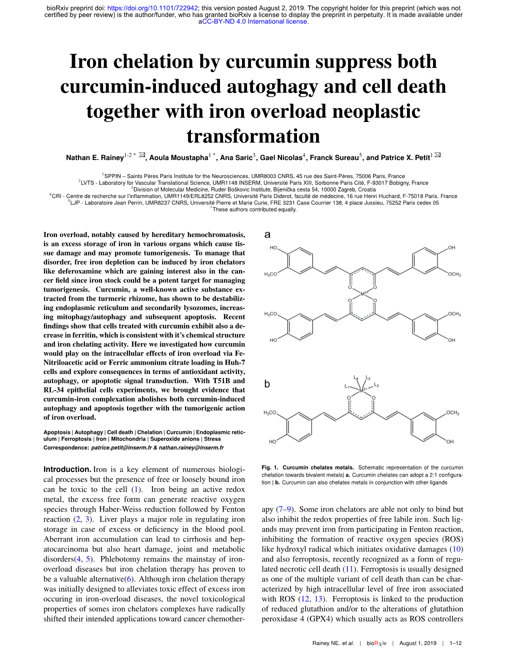 Iron Chelation by Curcumin Suppress Both Curcumin-Induced Autoghagy and Cell Death Together with Iron Overload Neoplastic Transformation