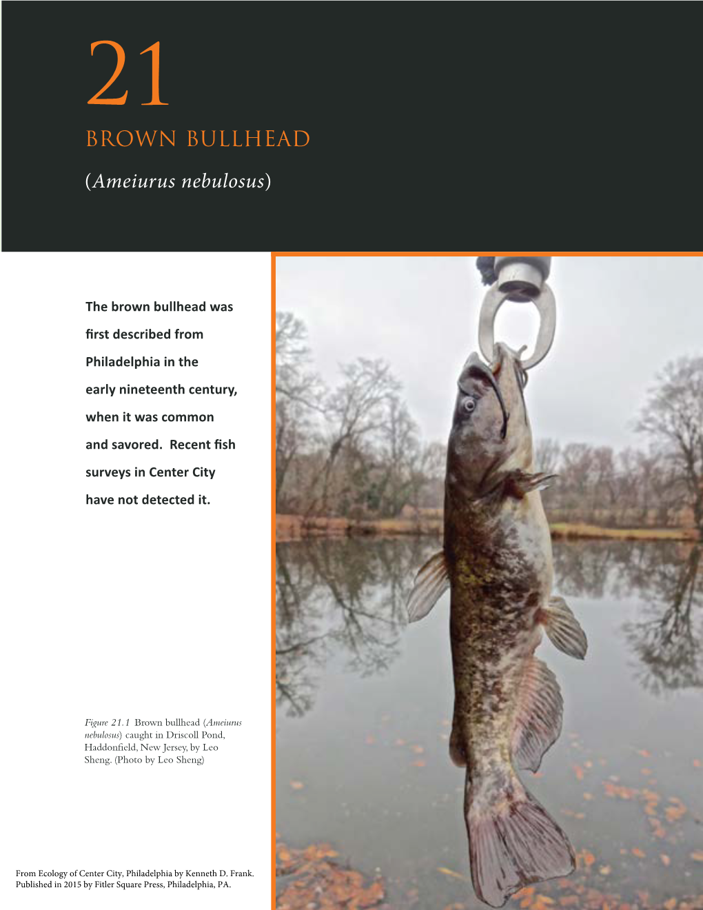 Chap 21. Brown Bullhead