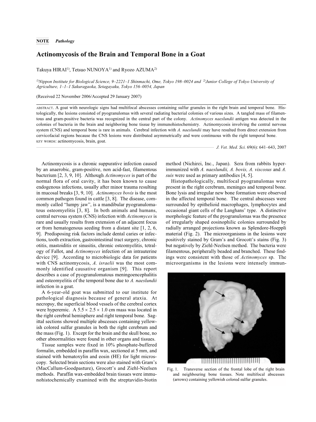 Actinomycosis of the Brain and Temporal Bone in a Goat