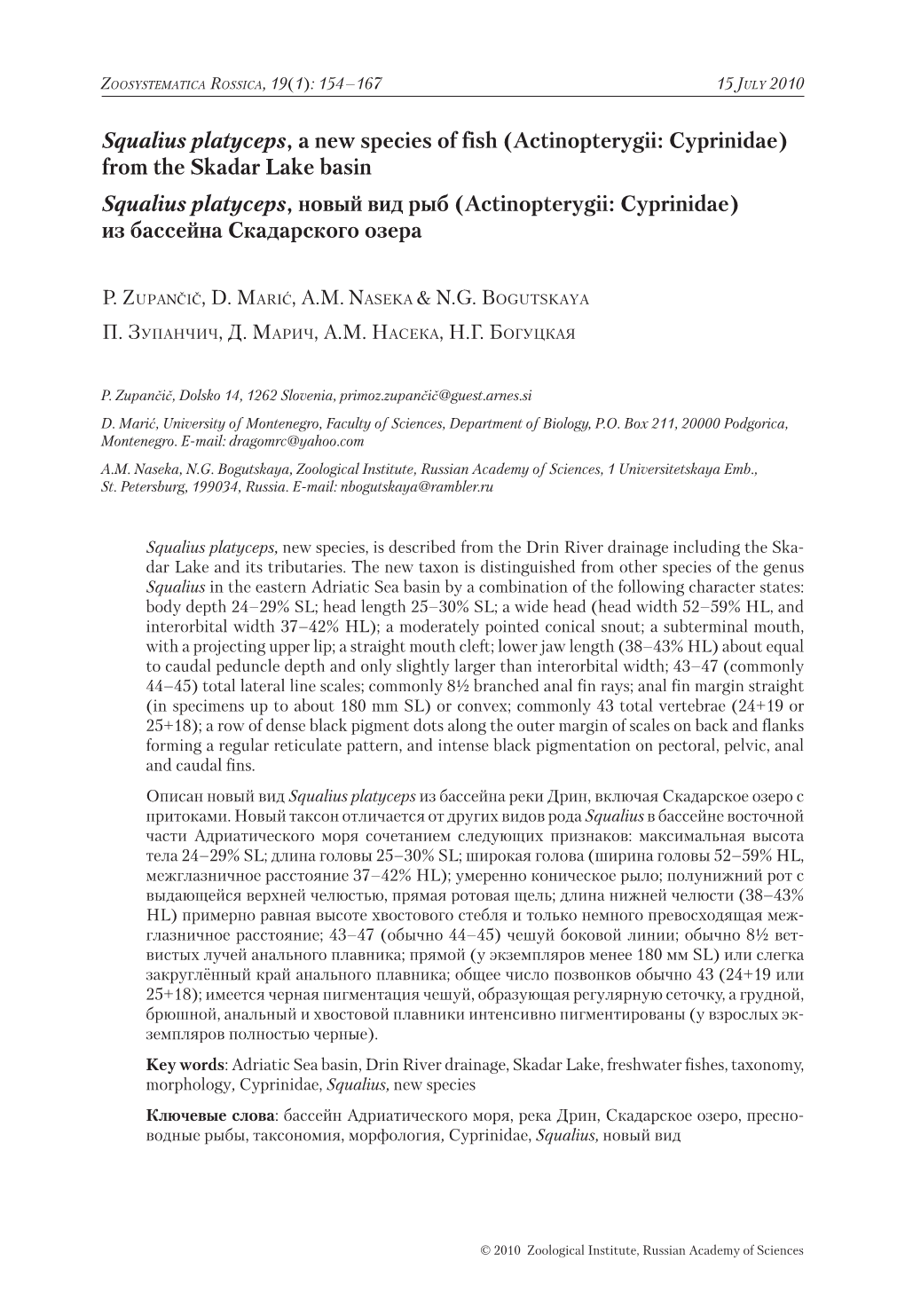 Squalius Platyceps, a New Species of Fish (Actinopterygii: Cyprinidae