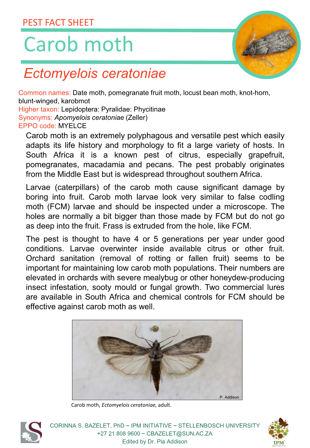 Carob Moth Ectomyelois Ceratoniae