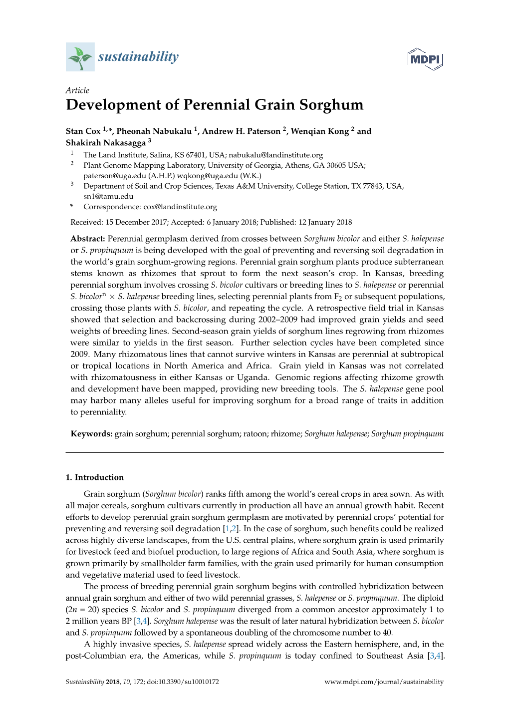 Development of Perennial Grain Sorghum