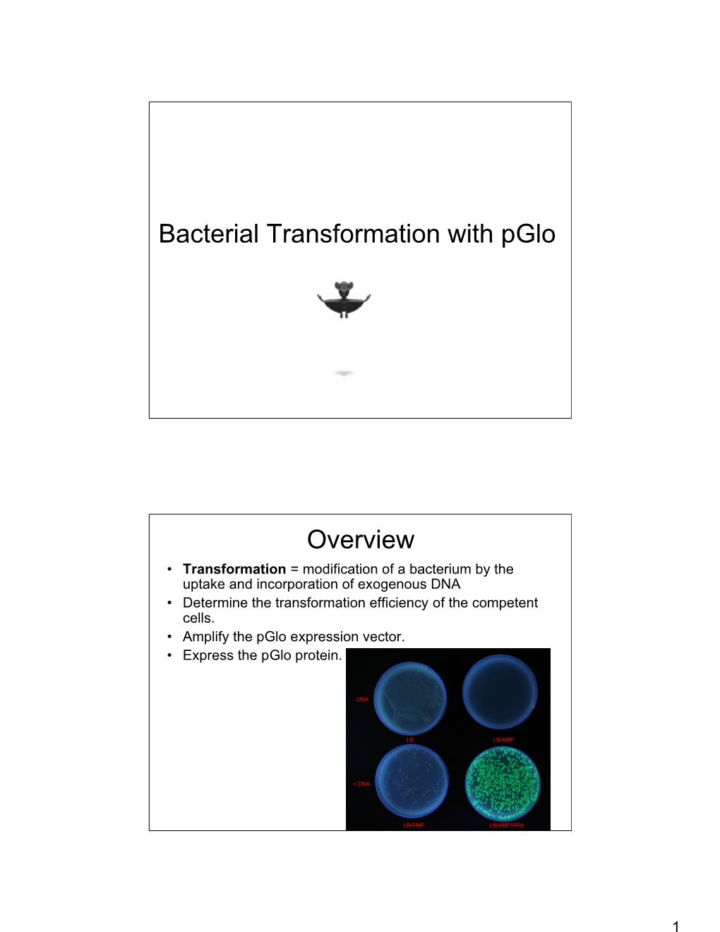 Bacterial Transformation with Pglo Overview