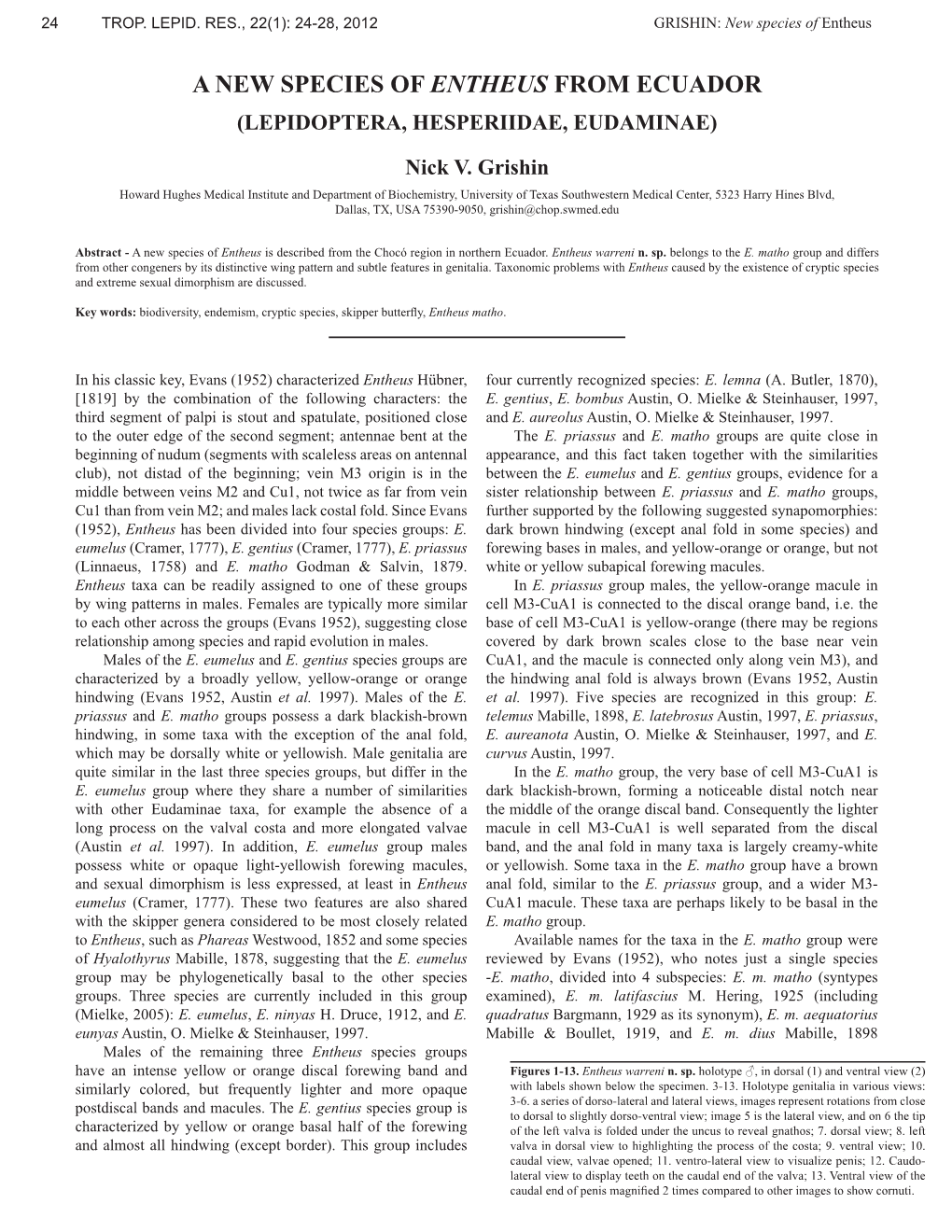 A New Species of Entheus from Ecuador (Lepidoptera, Hesperiidae, Eudaminae)