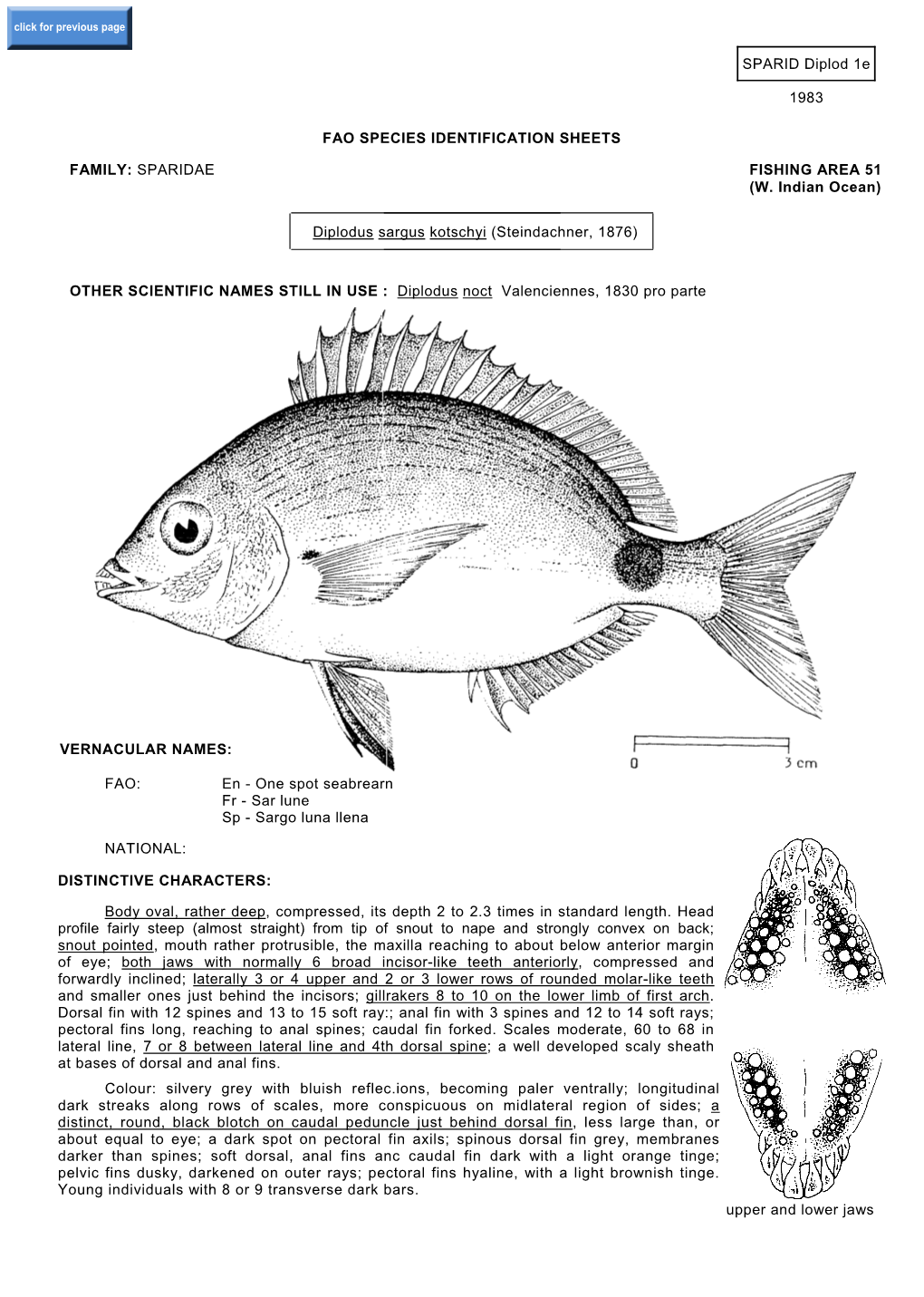 Diplodus Sargus Kotschyi (Steindachner, 1876)